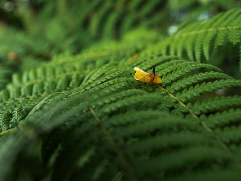 Feuille de fougère avec un pétale jaune