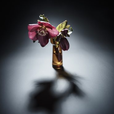 Portrait végétal, nature et singularité | Photographe Metz