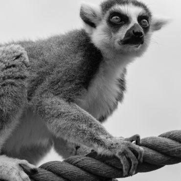 Photo engagée : Enfermement animal | Photographe Metz