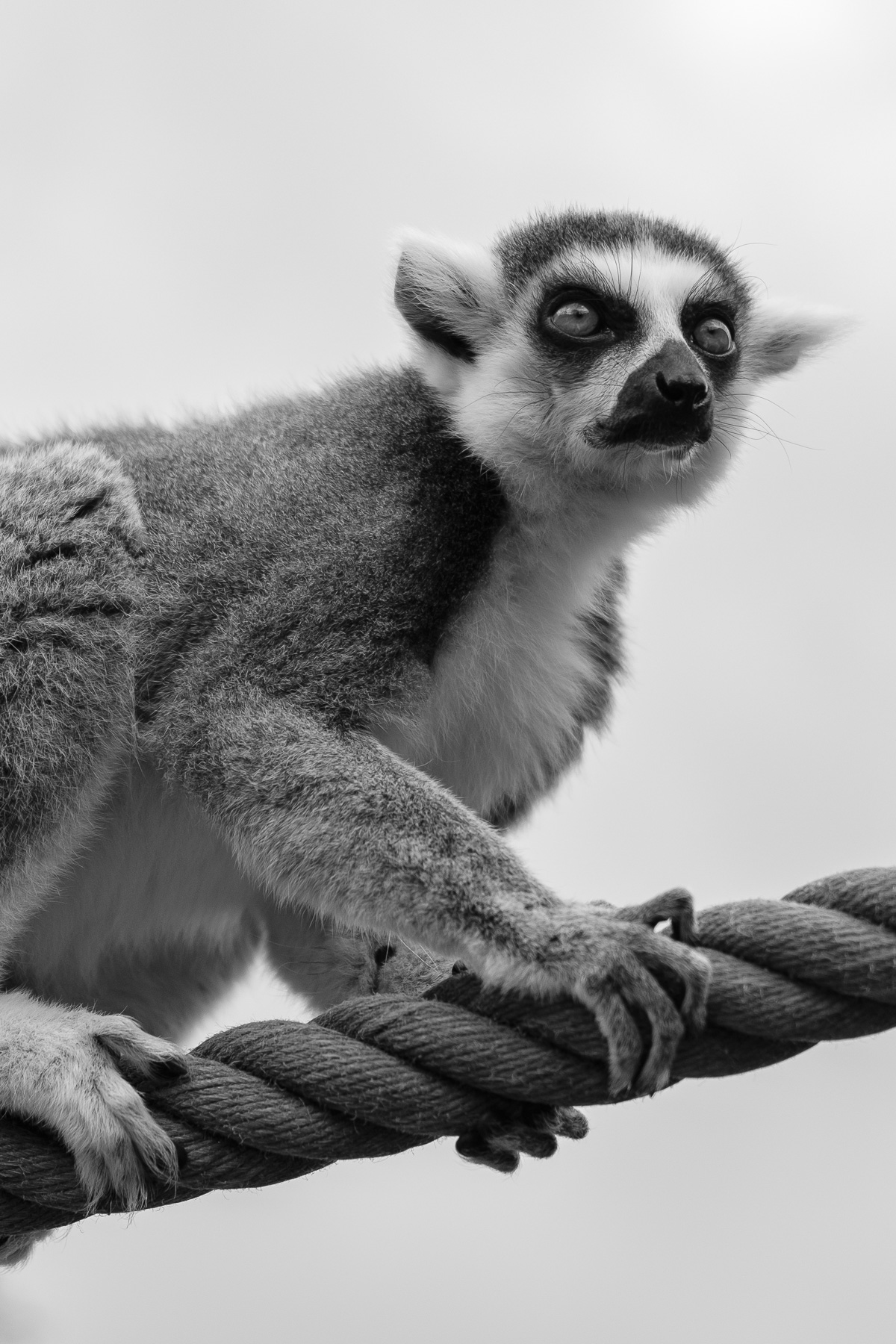 Photo engagée : Enfermement animal | Photographe Metz